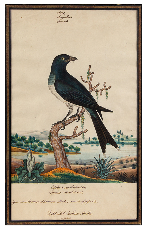William Goodall, Ornithological Watercolors, Red Crested Cockatoo, Strike William Goodall (British, 1757-1844), entire view 1