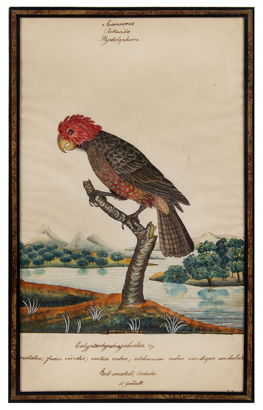 William Goodall, Ornithological Watercolors, Red Crested Cockatoo, Strike William Goodall (British, 1757-1844), entire view 2