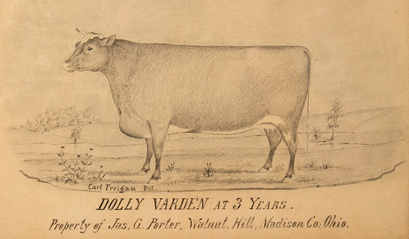 Pencil Drawing, Cow in Pasture, Dolly Varden at 3 Years by Carl Freigau Property of Jas. G. Porter, Walnut Hill, Madison Co: Ohio, entire view sans frame