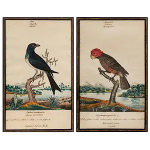 William Goodall, Ornithological Watercolors, Red Crested Cockatoo, Strike