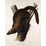 1222-4_Marten Audubon Print_3