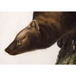 1222-4_Marten Audubon Print_4