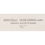 1222-4_Marten Audubon Print_5
