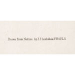 1222-4_Marten Audubon Print_6