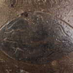 1447-2_4_Stoneware-Jug-NJ-Old-Bridge_detail-1