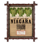589-19_1_Advertisment,-New-White-Grape,-Niagara