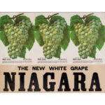 589-19_2_Advertisment,-New-White-Grape,-Niagara