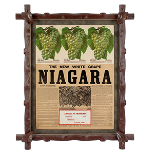 Framed Advertisement Poster – The New White Grape Niagara Inventory Thumbnail
