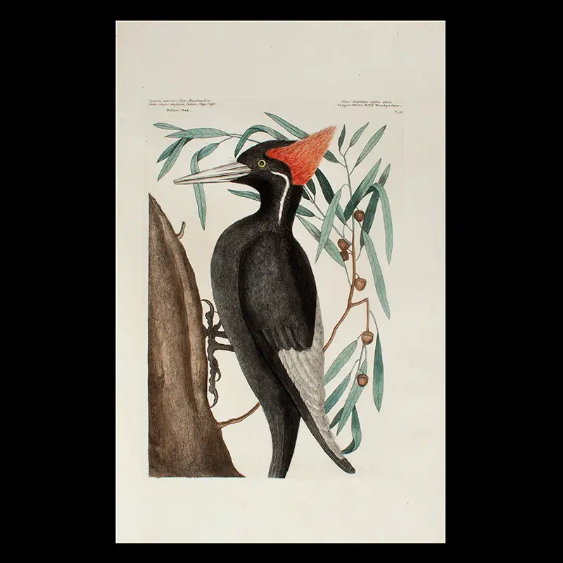 Print of the Largest White Billed Woodpecker by Mark Catesby