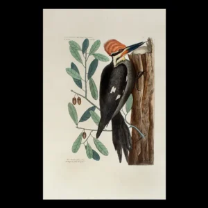 Print of the Large Red Crested Woodpecker by Mark Catesby Inventory Thumbnail