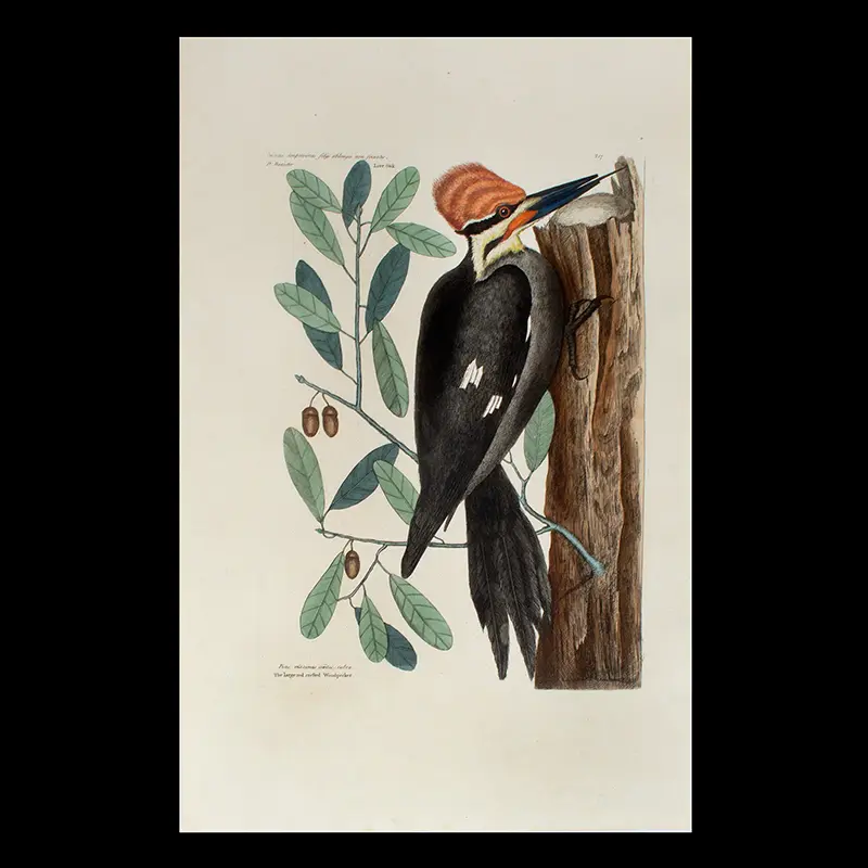 Print of the Large Red Crested Woodpecker by Mark Catesby